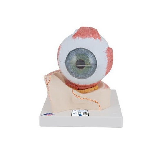 Oeil, agrandi 5 fois, en 7 parties