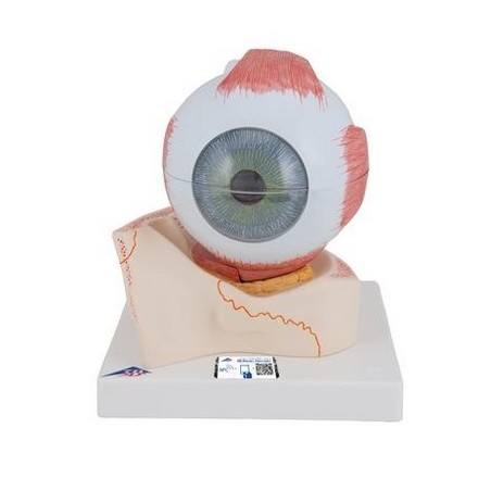 Oeil, agrandi 5 fois, en 7 parties