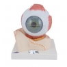 Oeil, agrandi 5 fois, en 7 parties