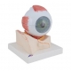Oeil, agrandi 5 fois, en 7 parties
